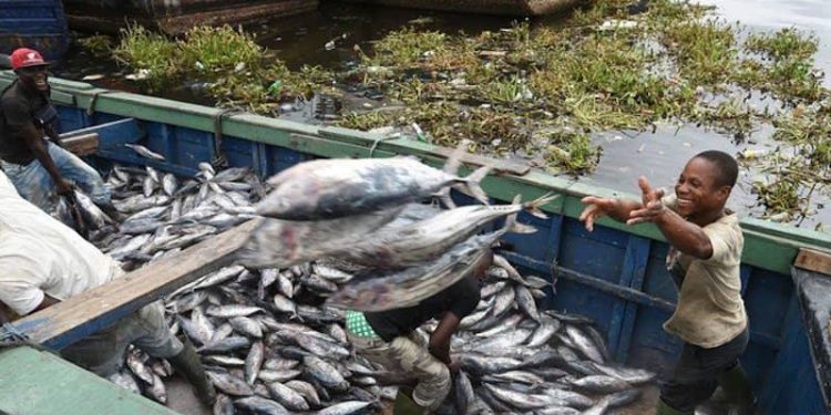Journée Nationale du Poisson : la pêche artisanale locale a produit plus de 5,137 tonnes des poissons d’aout 2022 à Mai 2023