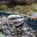 Journée Nationale du Poisson : la pêche artisanale locale a produit plus de 5,137 tonnes des poissons d’aout 2022 à Mai 2023