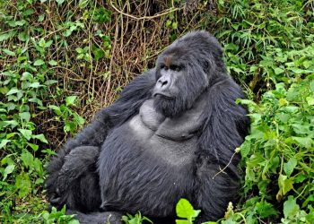 Guerre à l’Est: Plusieurs organisations non gouvernementales demandent au Chef de l’Etat de stopper la destruction du parc des Virunga par les rebelles du M23/RDF (Document)