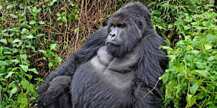 Guerre à l’Est: Plusieurs organisations non gouvernementales demandent au Chef de l’Etat de stopper la destruction du parc des Virunga par les rebelles du M23/RDF (Document)