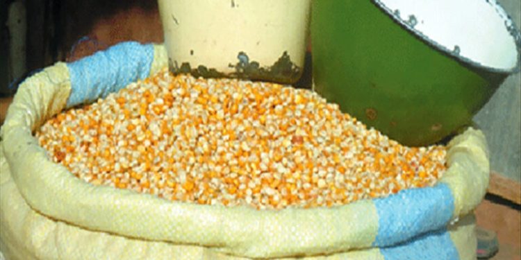 Pénurie du maïs au Kasaï-Oriental : La mesurette « MEKA » passe de 2 à 3 dollars américains, en une semaine seulement (Constat)