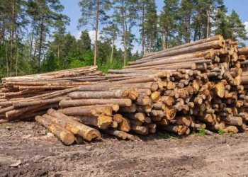 Nord-Kivu: Les militaires ougandais de la force régionale de l’EAC impliqués dans le trafic du bois au Parc des Virunga à Rutshuru (société civile)