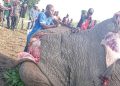 Nord-Kivu : L’ICCN dénonce l’abattage d’un éléphant par des personnes non identifiées à Rutshuru