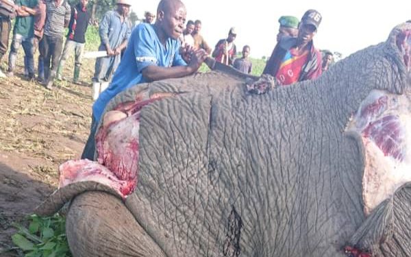 Nord-Kivu : L’ICCN dénonce l’abattage d’un éléphant par des personnes non identifiées à Rutshuru