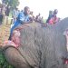 Nord-Kivu : L’ICCN dénonce l’abattage d’un éléphant par des personnes non identifiées à Rutshuru