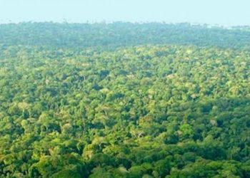 RDC : l’exploitation des forêts peut générer des ressources estimées entre 223 et 398 milliards de dollars par an (Banque Mondiale)