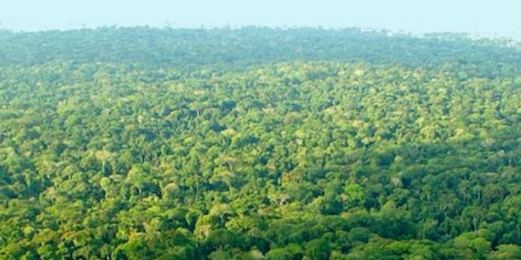 RDC : l’exploitation des forêts peut générer des ressources estimées entre 223 et 398 milliards de dollars par an (Banque Mondiale)