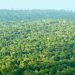 RDC : l’exploitation des forêts peut générer des ressources estimées entre 223 et 398 milliards de dollars par an (Banque Mondiale)