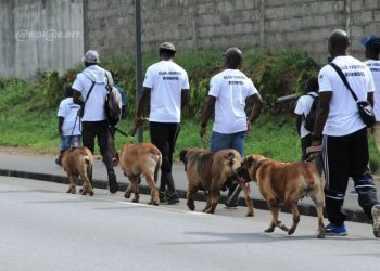 Nord-Kivu : Le maire de la ville de Goma interdit la population de se promener avec les chiens sur la voie publique (Communiqué)