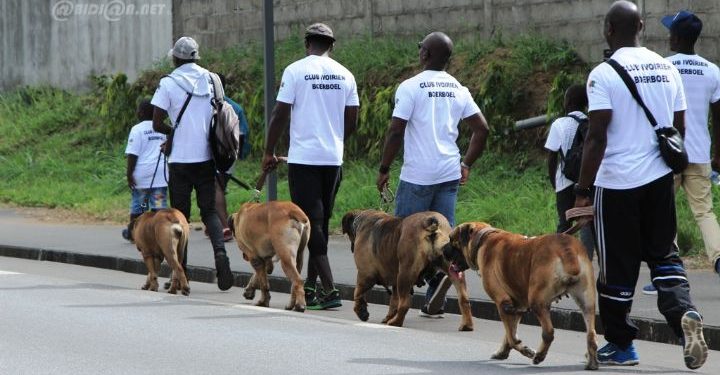 Nord-Kivu : Le maire de la ville de Goma interdit la population de se promener avec les chiens sur la voie publique (Communiqué)