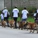 Nord-Kivu : Le maire de la ville de Goma interdit la population de se promener avec les chiens sur la voie publique (Communiqué)