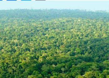 RDC : Le ministère de l’environnement donne les raisons du report des états généraux des forêts