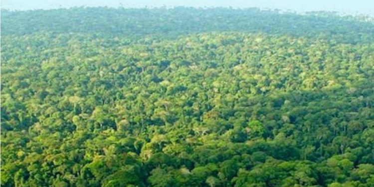 RDC : Le ministère de l’environnement donne les raisons du report des états généraux des forêts