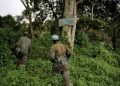 Agression rwandaise : plusieurs corps sans vie découvert dans le parc Virunga par les Wazalendo (communique)