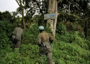 Agression rwandaise : plusieurs corps sans vie découvert dans le parc Virunga par les Wazalendo (communique)