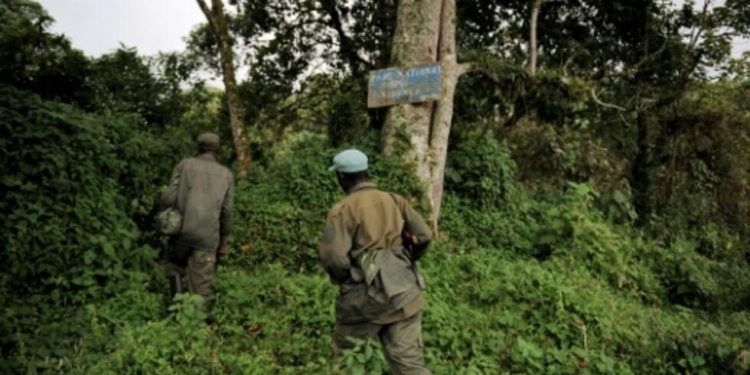 Agression rwandaise : plusieurs corps sans vie découvert dans le parc Virunga par les Wazalendo (communique)