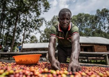 Nord-Kivu: impacté par les activités du M23 , l’Office National des Produits Agricoles du Congo a produit moins de 120.000 tonnes de café en 2023