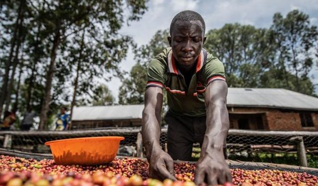 Nord-Kivu: impacté par les activités du M23 , l’Office National des Produits Agricoles du Congo a produit moins de 120.000 tonnes de café en 2023
