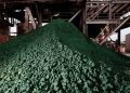 RDC : le prix du cobalt se maintient à 32.750 $ la tonne sur le marché mondial depuis novembre 2023 (BCC)