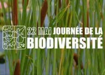 Journée Internationale de la Biodiversité : « Il est vital de mettre fin à la disparition des forêts tropicales et d’assurer leur gestion durable » (OIBT)