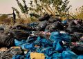 Journée Mondiale de l’Environnement : Antonio Guterres appelle les pays à honorer tous leurs engagements en matière de restauration des terres et des écosystèmes dégradés