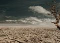 Journée mondiale de lutte contre la désertification et la sècheresse : « Les impacts négatifs les plus visibles se situent au niveau de l’environnement » (ONU)