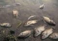 Pollution de la Rivière Kelangila à Fungurume : la ministre de l’Environnement Eve BAZAÏBA interdit à la population de consommer les poissons pêchés ou ramassés (Document)