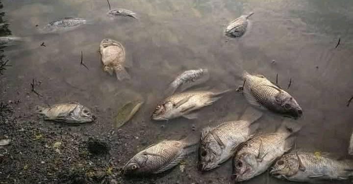 Pollution de la Rivière Kelangila à Fungurume : la ministre de l’Environnement Eve BAZAÏBA interdit à la population de consommer les poissons pêchés ou ramassés (Document)