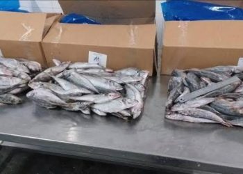 Dépréciation du Franc Congolais: Le prix d’un carton de poisson tilapia est passé de 65.000 à 72.000 FC à Kinshasa (Constat)