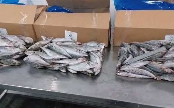 Dépréciation du Franc Congolais: Le prix d’un carton de poisson tilapia est passé de 65.000 à 72.000 FC à Kinshasa (Constat)