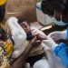 Lutte contre le paludisme : Le vaccin R21-Matrix-M sera administré aux enfants de 6 à 24 mois à partir du 29 octobre 2024 dans le Kongo Central (Gouvernement)