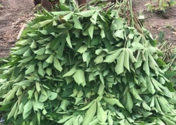 Hausse des prix des légumes à Kinshasa : Les consommateurs en difficulté ( Constat)