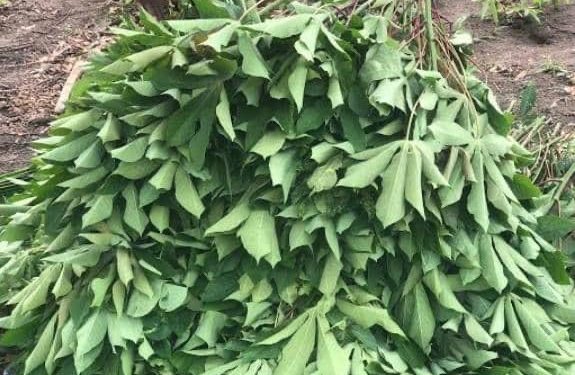 Hausse des prix des légumes à Kinshasa : Les consommateurs en difficulté ( Constat)