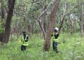 RDC : L&rsquo;Allemagne investit 5,5 millions USD pour la transformation des paysages forestiers ( Document)