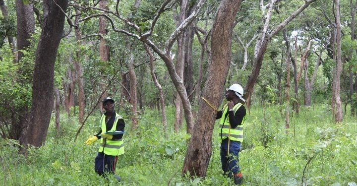 RDC : L’Allemagne investit 5,5 millions USD pour la transformation des paysages forestiers ( Document)