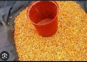 Kasaï central : Le prix du maïs grain atteint une stabilité historique à Kananga