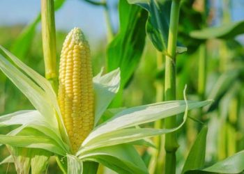Le prix du maïs produit en RDC en hausse sur les marchés internationaux : Une augmentation de 5,0 % (Document)
