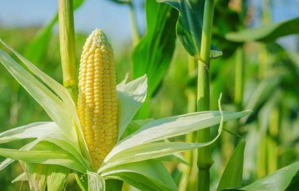 Le prix du maïs produit en RDC en hausse sur les marchés internationaux : Une augmentation de 5,0 % (Document)