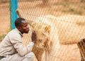 Lubumbashi : Deux lions s’échappent de la ferme du général John Numbi, la maire appelle à la vigilance ( Document)