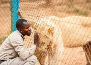 Lubumbashi : Deux lions s&rsquo;échappent de la ferme du général John Numbi, la maire appelle à la vigilance ( Document)