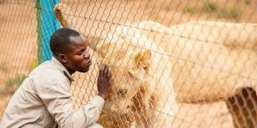 Lubumbashi : Deux lions s’échappent de la ferme du général John Numbi, la maire appelle à la vigilance ( Document)