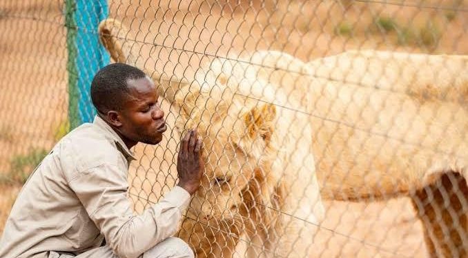 Lubumbashi : Deux lions s’échappent de la ferme du général John Numbi, la maire appelle à la vigilance ( Document)
