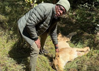 Lubumbashi : les quatre lions échappés de leurs cages à la ferme Beijin sont retrouvés et neutralisés ce dimanche 25 mai (officiel)