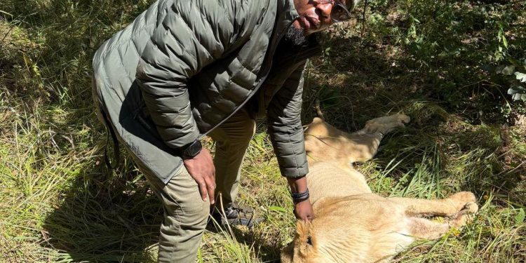 Lubumbashi : les quatre lions échappés de leurs cages à la ferme Beijin sont retrouvés et neutralisés ce dimanche 25 mai (officiel)