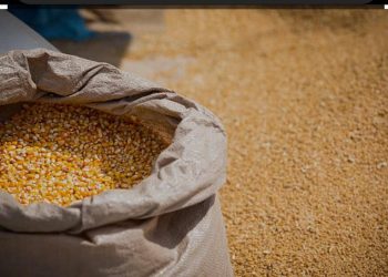 Kinshasa : la population très soulagée par la baisse du prix du sac du maïs dans certaines communes