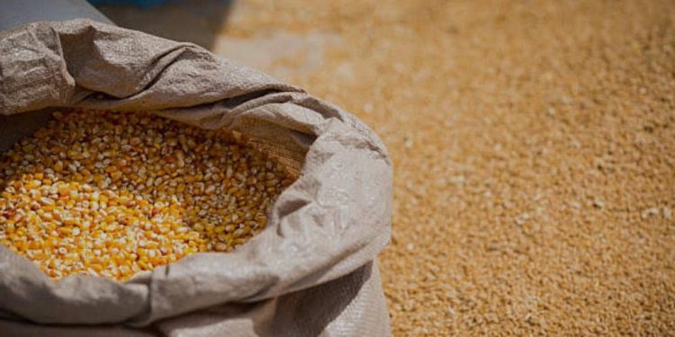 Kinshasa : la population très soulagée par la baisse du prix du sac du maïs dans certaines communes