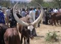 Haut-Uele: 21 jours accordés aux éleveurs « Mbororo » pour quitter les territoires de Dungu, Faradje, Watsa, Rungu et Wamba