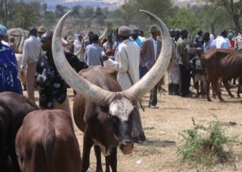 Haut-Uele: 21 jours accordés aux éleveurs « Mbororo » pour quitter les territoires de Dungu, Faradje, Watsa, Rungu et Wamba