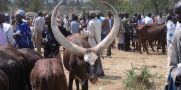 Haut-Uele: 21 jours accordés aux éleveurs « Mbororo » pour quitter les territoires de Dungu, Faradje, Watsa, Rungu et Wamba