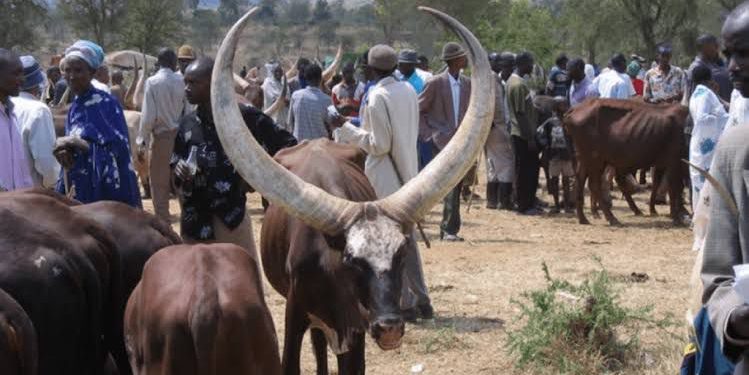 Haut-Uele: 21 jours accordés aux éleveurs « Mbororo » pour quitter les territoires de Dungu, Faradje, Watsa, Rungu et Wamba